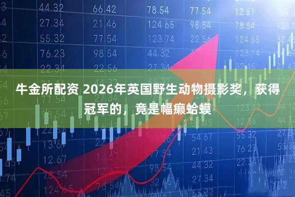 牛金所配资 2026年英国野生动物摄影奖，获得冠军的，竟是幅癞蛤蟆